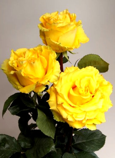 yellow cosima
